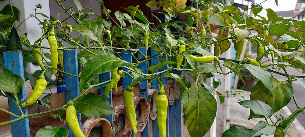 <p>Es ist überraschend, wie viele Gemüsesorten sich auf dem Balkon anbauen lassen</p> 
- © Shutterstock