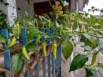 Balkon bepflanzen - Shutterstock