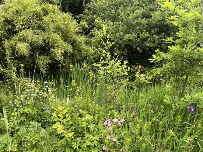 Gartenteich Idylle