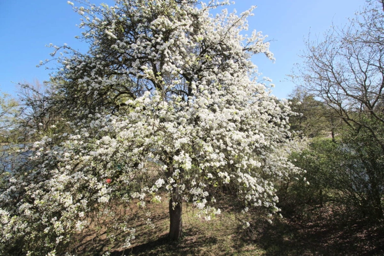 Blühender Birnenbaum u. Sicht auf Teich