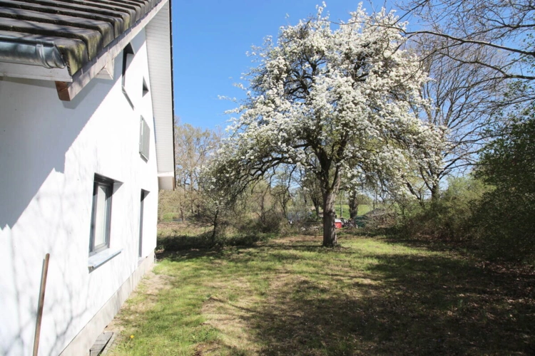 Eigener, prächtig blühender Birnenbaum
