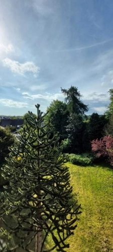 Blick in den Garten