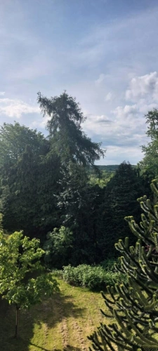 Blick in den Garten